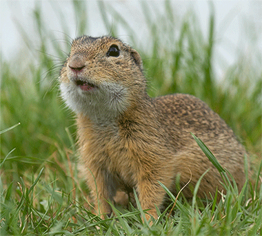 Animiertes Ziesel 2 (C) Andreas Gruber, Wien
