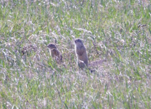 Ziesel-Päarchen nördlich des Wiener Heeresspital