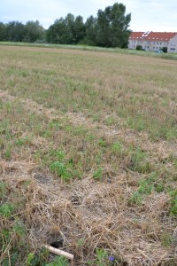 Ziesel-Habitat südlich des Wiener Heeresspital