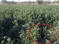 Zieselbau am Luzernefeld östlich des Wiener Heeresspitals