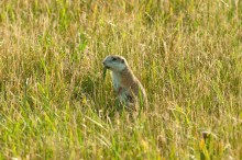 Außergewöhnlich gezeichnetes Ziesel am Areal des Wiener Heeresspitals, (C) Norbert Szewieczek
