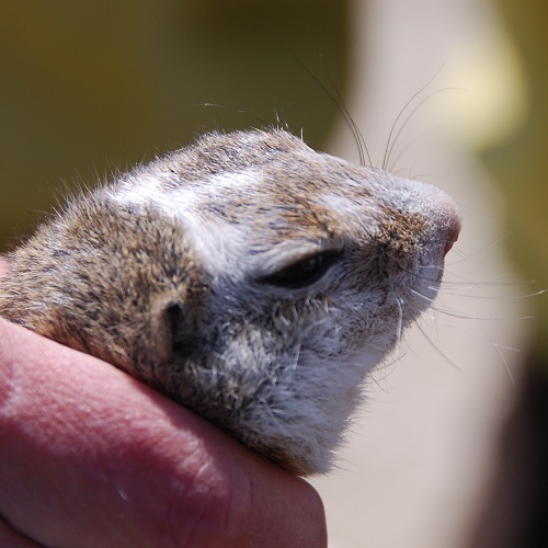 Hell gezeichnetes Ziesel nördlich des Wiener Heeresspitals, (Foto: Yoko Muraoka)