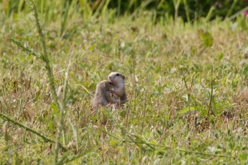 Ziesel-Mutter mit Kind nördlich Wiener Heeresspital