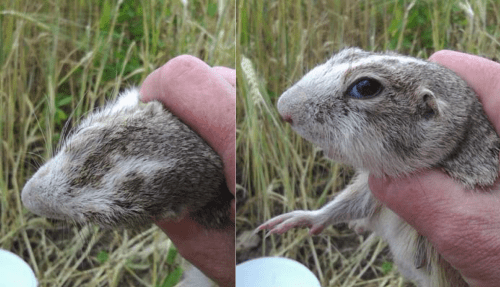 Ziesel mit ungewöhnlichem Farbschlag nördlich des Wiener Heeresspitals. Foto: Ilse Hoffmann, Uni Wien