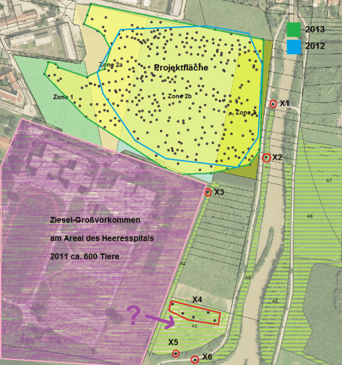 Ziesel-Verbreitung nördlich Wiener Heeresspital - Stand Oktober 2013
