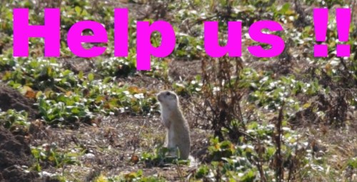 Ziesel beim Wiener Heeresspital - Help us !!