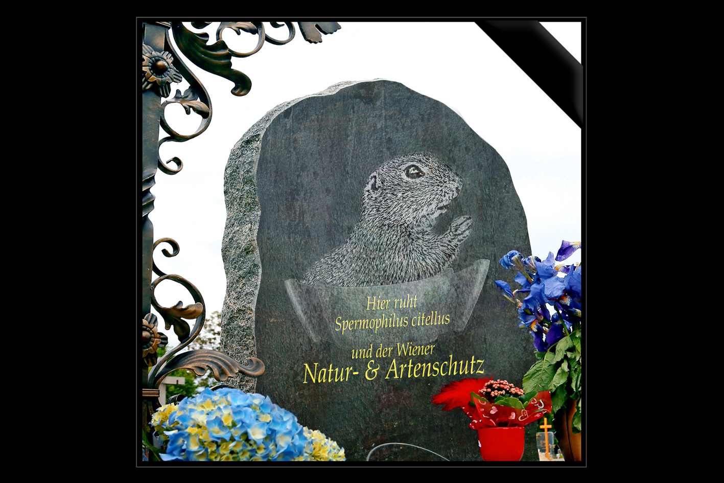 zieselgrab-artw-12x8